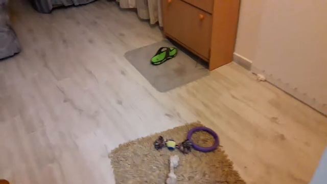 Рэй приносит тапочки смотреть онлайн