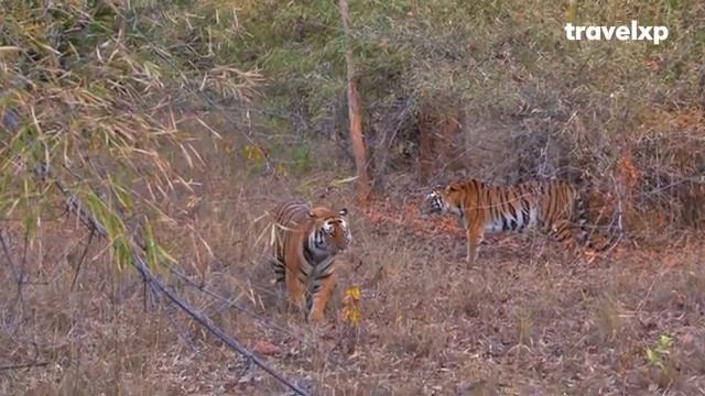 The Gypsies | Madhya Pradesh Tourism смотреть онлайн
