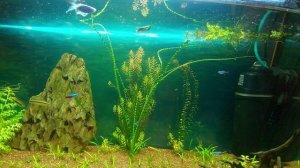 Рыбки в аквариуме - моллинезия, сиамский водорослеед, барбус