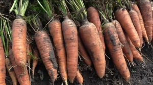 Морковь ЛОСИНООСТРОВСКАЯ