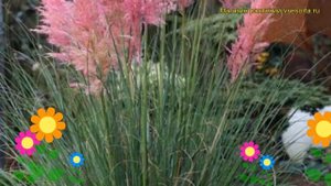 Кортадерия селло Розеа. Краткий обзор, описание характеристик, где купить cortaderia selloana Rosea