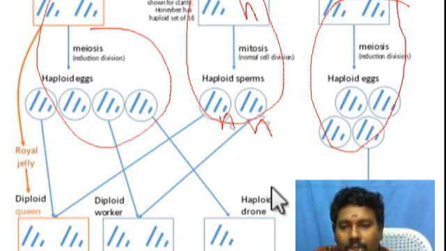 Significance of mitosis -Plants & animals