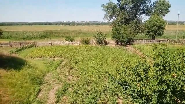 ВИШНЯ ЛУЧШЕЕ ДЕРЕВО ДЛЯ ШАШЛЫКА смотреть онлайн