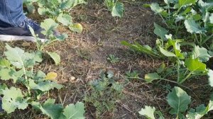 Озимый рапс может перерасти? Осмотр посевов 23 октября. Крым