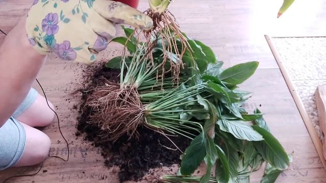 Спатифиллюм размножение , деление , пересадка растения
