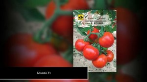 Самые урожайные томаты