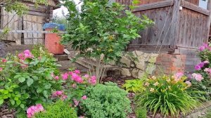 Миксбордер с хвойными и декоративно-лиственными