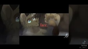 ×?подборка коты воители из тик тока ?×