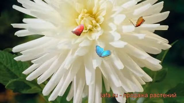 Георгина кактусовая Плейя Бланка ? обзор: как сажать, рассада георгины Плейя Бланка смотреть онлайн