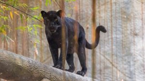 Panther Spirit Guide - Ask the Spirit Guides Oracle - Totem Animal - Power Animal - Magical Craftin