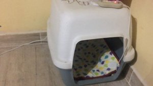 Электрический коврик для кошки. Electric pad for a cat