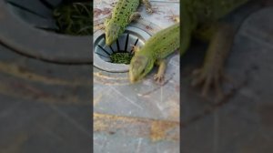 Чем  питаются ящерицы