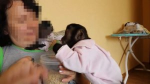 2018.09.23 Обезьяна капуцин Масяня и Кики. Саймири Сэм. Как одеть обезьяну.