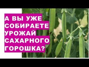 А Вы уже собираете урожай сахарного горошка?