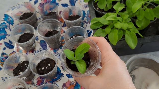 ПЕТУНИЯ ПЛОХО РАСТЁТ И ТЯНЕТСЯ. НАХОЖУ ПРОСТОЕ РЕШЕНИЕ И ПОЛУЧАЮ ПЫШНЫЙ КУСТ.