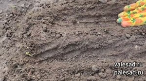 Укроп взойдет щеткой! Посейте так укроп в июле - августе, получите быстрые всходы!