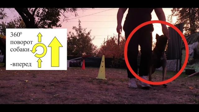 Ралли обидиенс в Украине: кормление собак во время соревнования смотреть онлайн