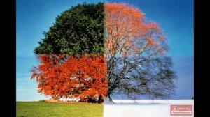 Индо-тибетская медицина