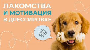 Почему собаки отказываются от еды на улице? Повышение пищевой мотивации. Собака не пищевик.