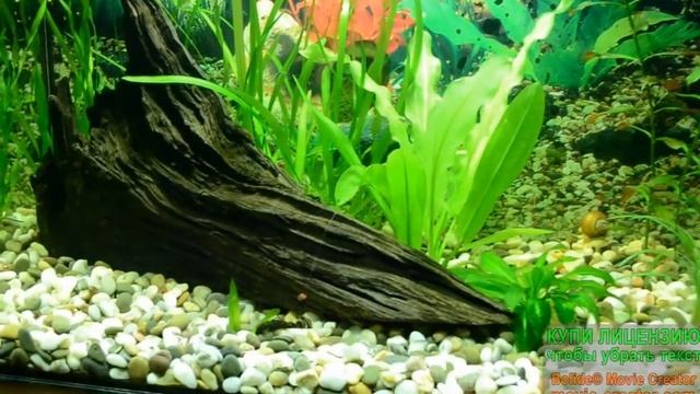 Мой аквариум 50 л. 1 месяц смотреть онлайн