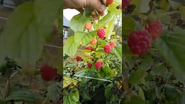 Малина сорт бабье лето 14 октября смотреть онлайн