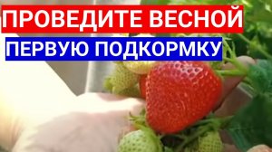 РАННЯЯ ПОДКОРМКА КЛУБНИКИ ВЕСНОЙ ТВОРИТ ЧУДЕСА С УРОЖАЕМ! ПРОВЕДИТЕ УДОБРЯЮЩИЙ ПОЛИВ КЛУБНИКИ