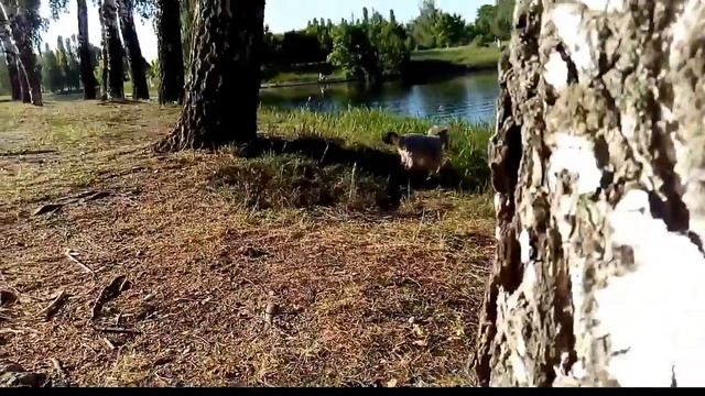 Г.Минск гуляем с Белкой на канале! Видео будут выходить раз в три дня! смотреть онлайн