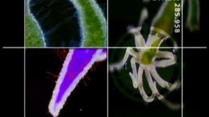 Гидра- подводная хищница.wmv