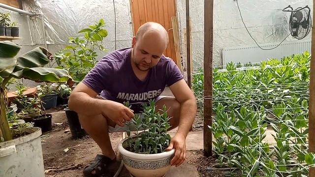 Вирощування Еустоми в домашніх умовах. Висадження Еустоми в горщик #2 / Выращивание эустомы #2