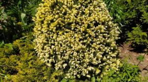 Ель канадская Дейзи Вайт ( Daisy White).