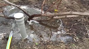 Подготовка винограда к обрезке