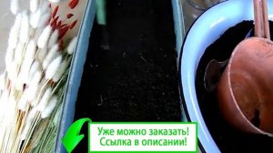 Лагурус семена