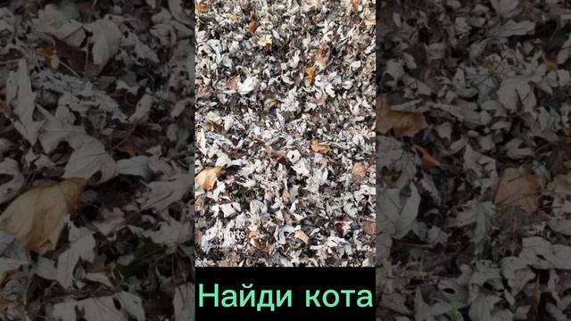 Найди кота