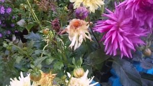 Уборка и отличный способ хранения клубней однолетних и многолетних георгин в домашних условиях.