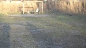 отстрел самодельного блочного арбалета