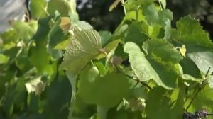 Зеленый сад фильм № 288 "Виноград. Перец." от 24.08.19г. Хабаровск (zeleniisad.ru)