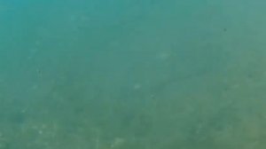 Подводная съёмка на реке Урал. Часть 1