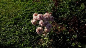 Роза Коко Локо - флорибунда