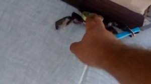 Краб с ножом