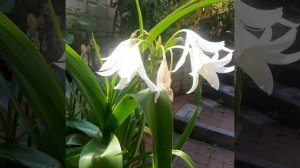 Crinum powellii Album blooms in pot. Кринум Пауэла белый цветёт в горшке.