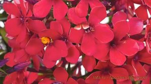 Флокс метельчатый Эрли Ред (phlox paniculata) ? Эрли Ред обзор: как сажать, саженцы флокса Эрли Ред