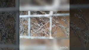 Ловля вьюрка. Королевский красношапочный вьюрок.