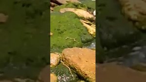 Змеи в Каспийском море