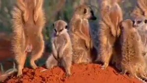 Сурикаты. прямо как люди))) смешное видео  #смешноевидео #сурикаты