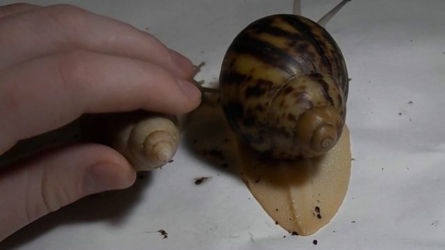 Внешнее строение тела улитки / Чем отличаются АХАТИНЫ от АРХАХАТИН смотреть онлайн