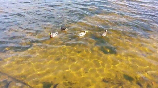 Как стали ручными дикие кряквы. смотреть онлайн