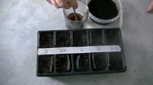 Коротко о фертигации. Как я подкармливаю рассаду томатов