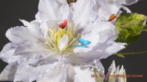 Клематис крупноцветковый Дансинг Кинг (clematis) ? обзор: как сажать, саженцы клематиса Дансинг Кин