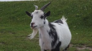 Козёл отпущения