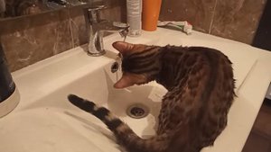 Бенгальская кошка купается. Бенгальский котенок Клео на водных процедурах))